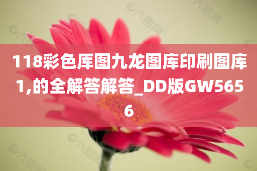 118彩色厍图九龙图库印刷图库1,的全解答解答_DD版GW5656