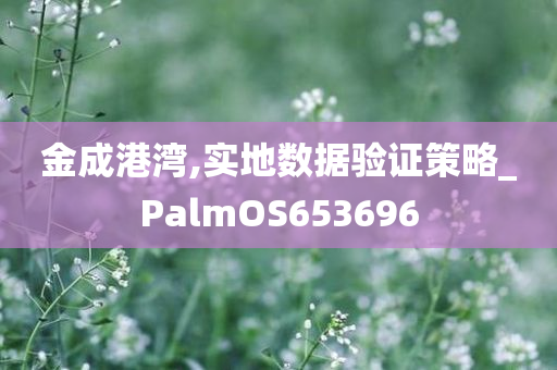 金成港湾,实地数据验证策略_PalmOS653696